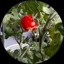 tomato mini profile picture